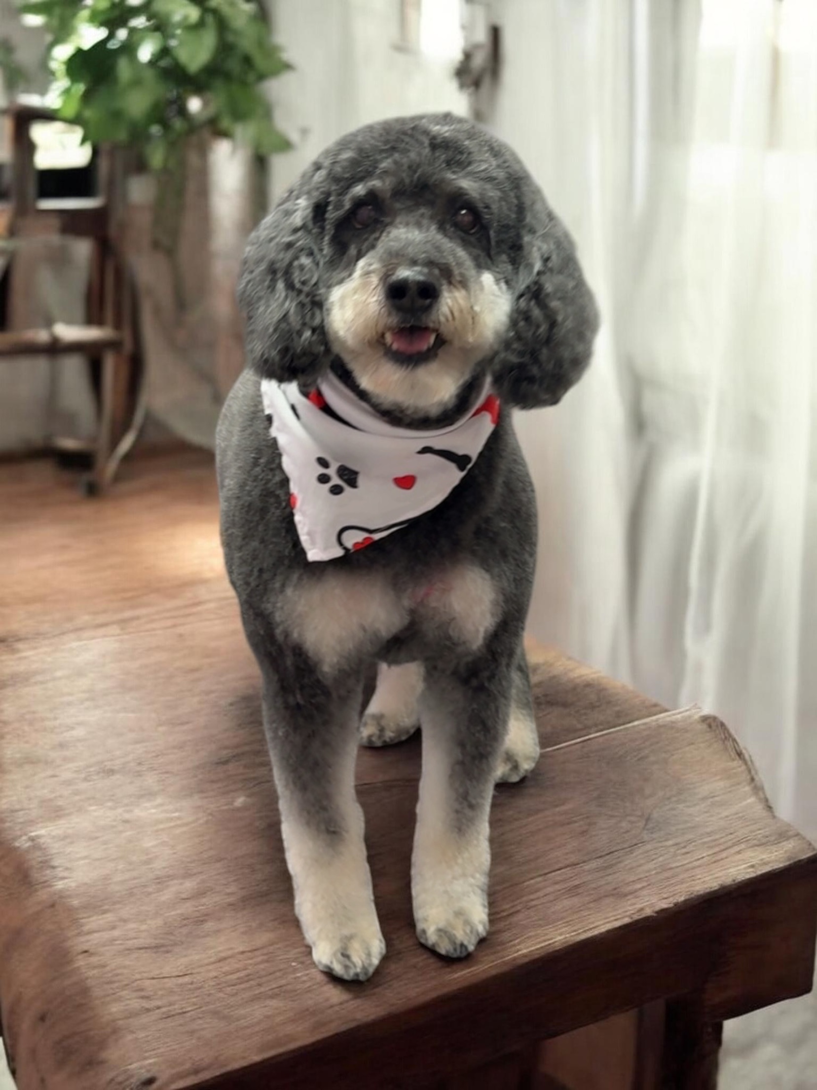 After grooming