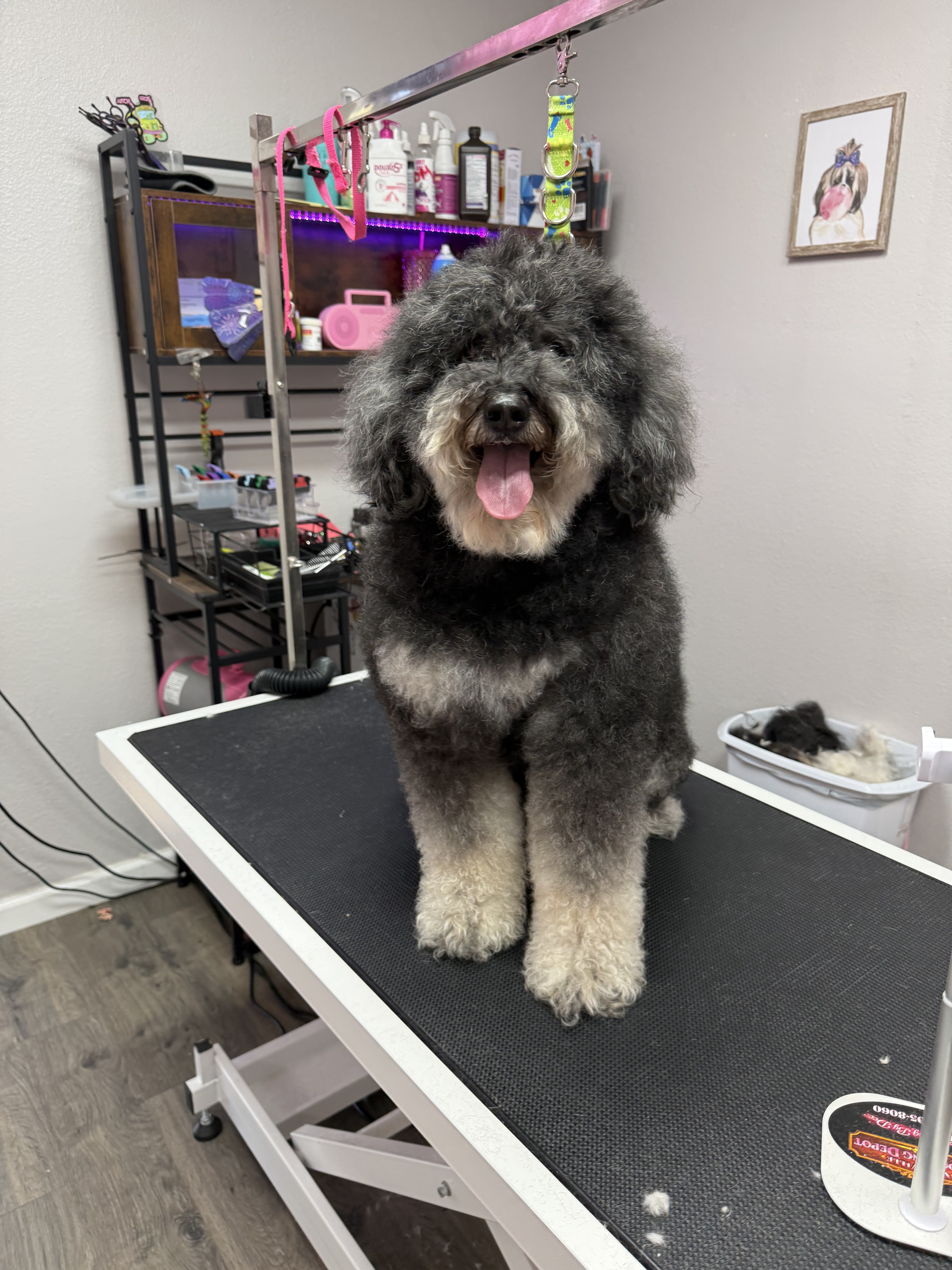 Before grooming