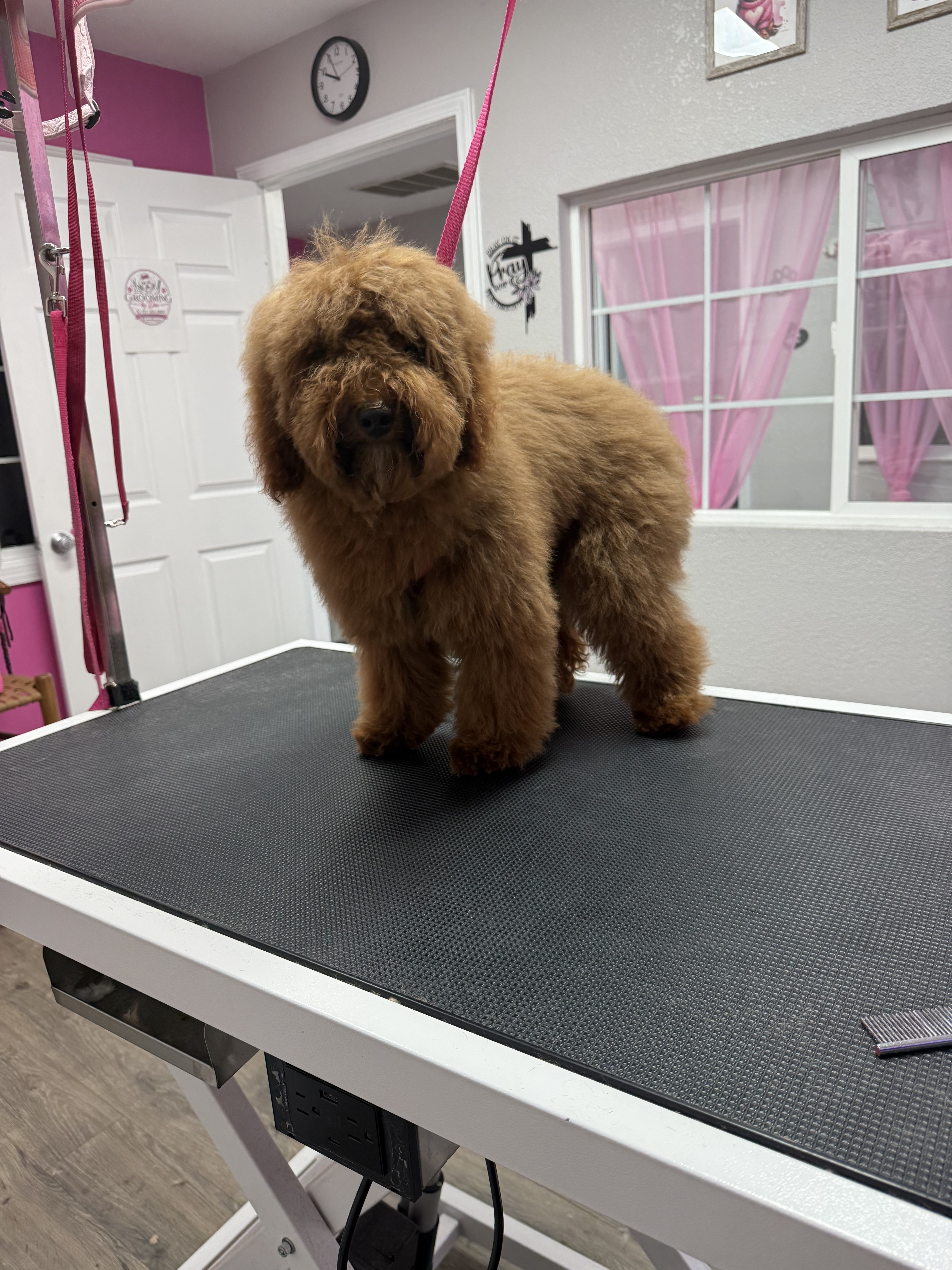 Before grooming