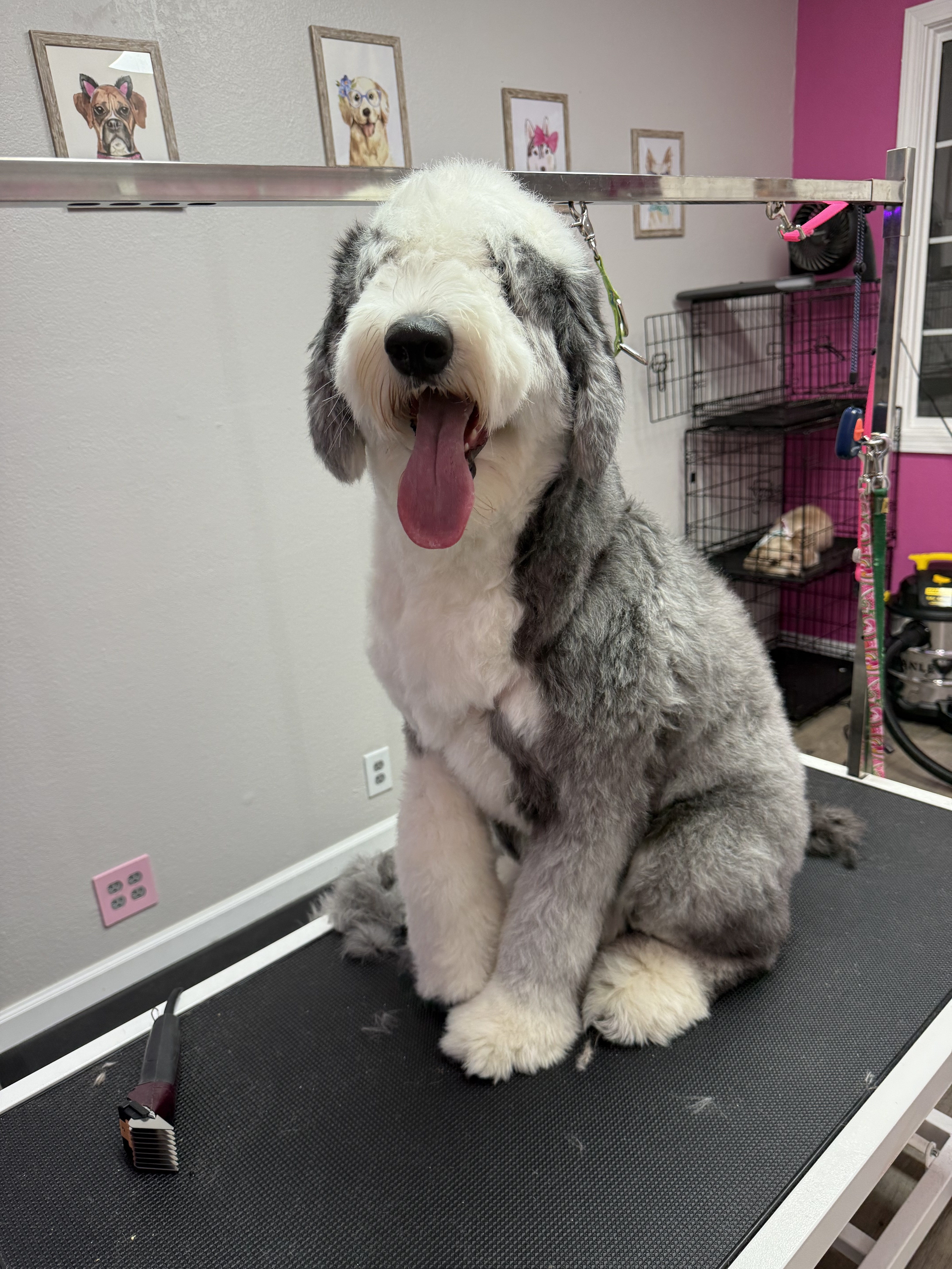 Before grooming