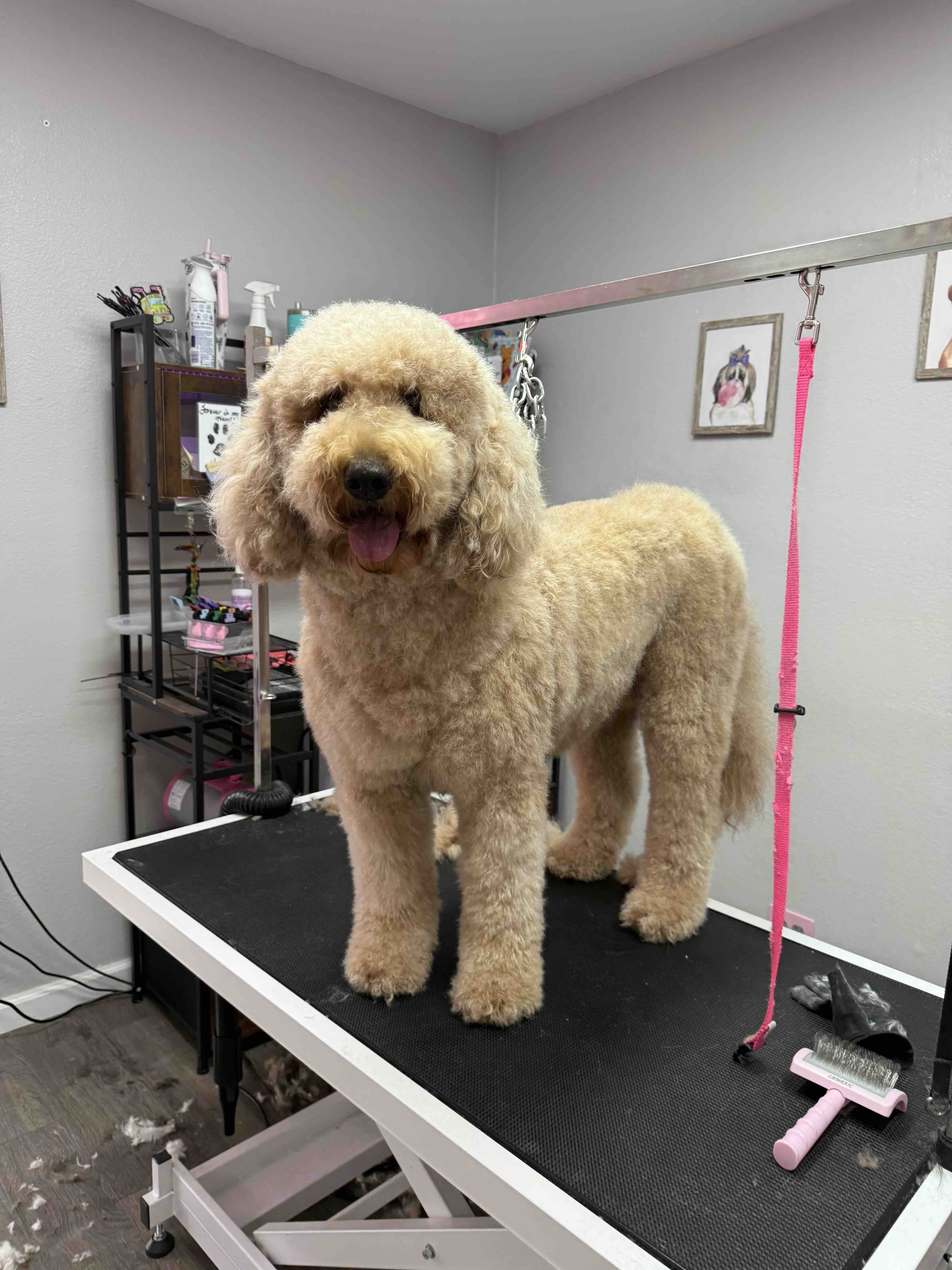 Before grooming