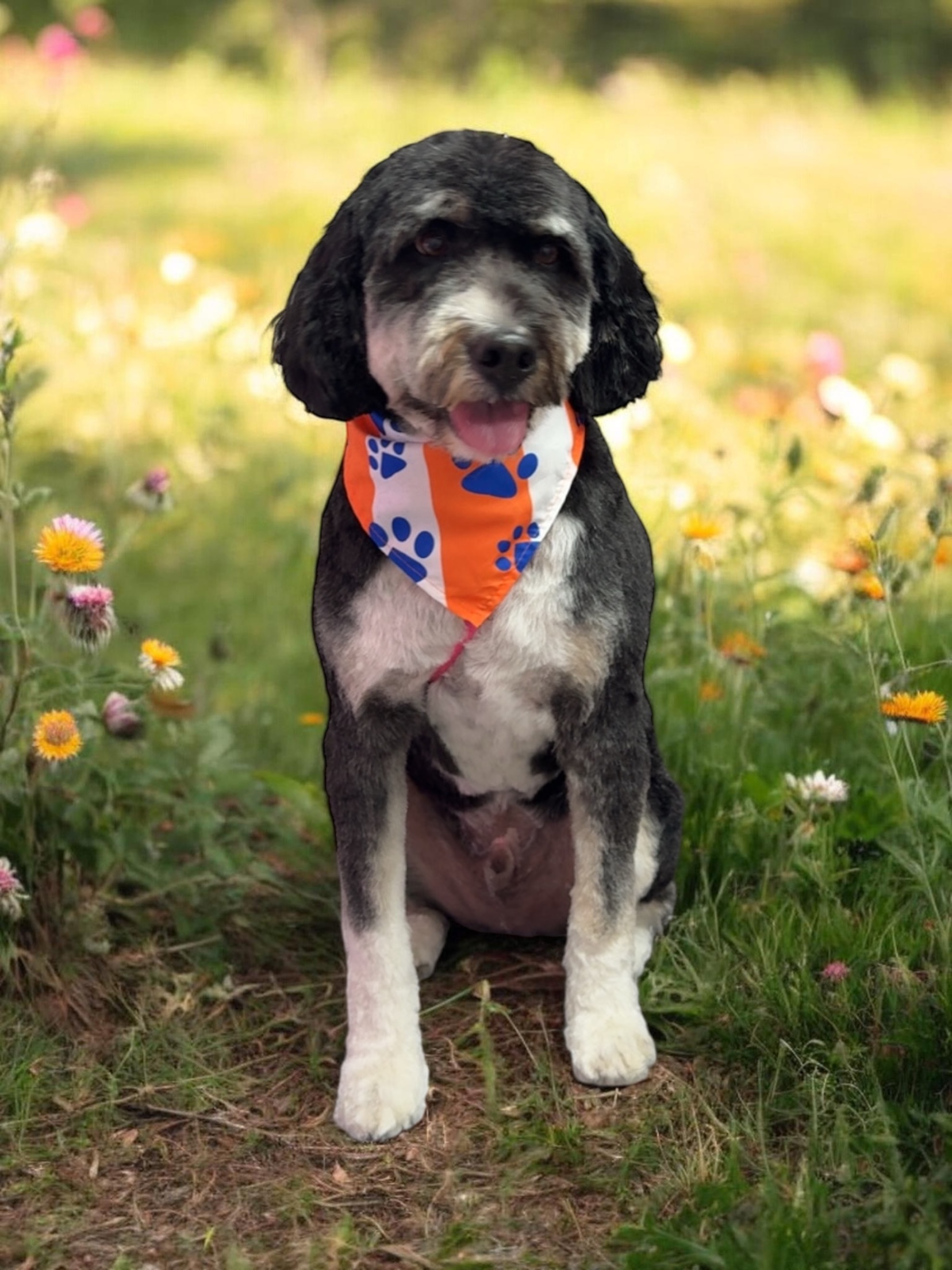 Grooming Transformation