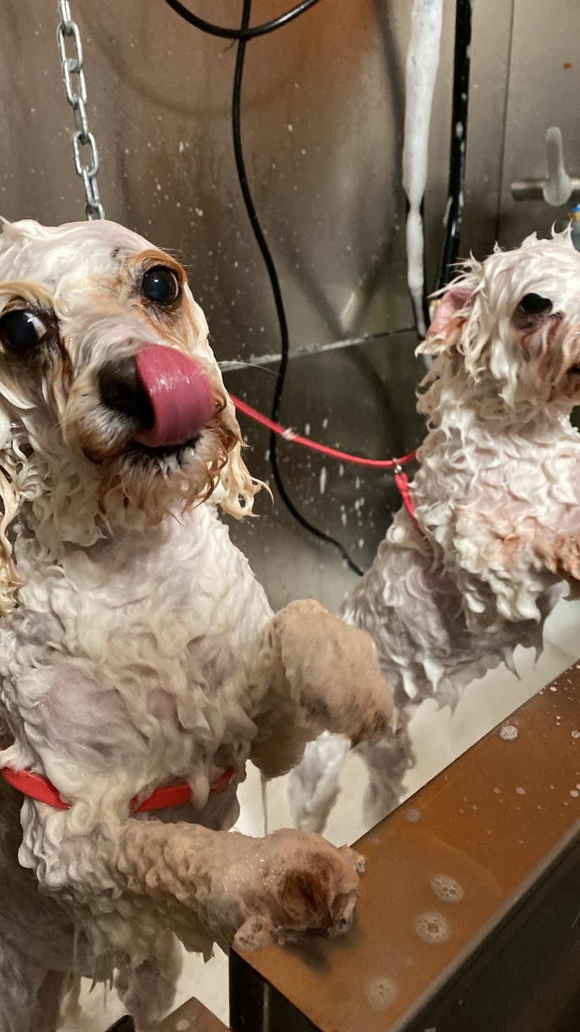 Grooming Transformation