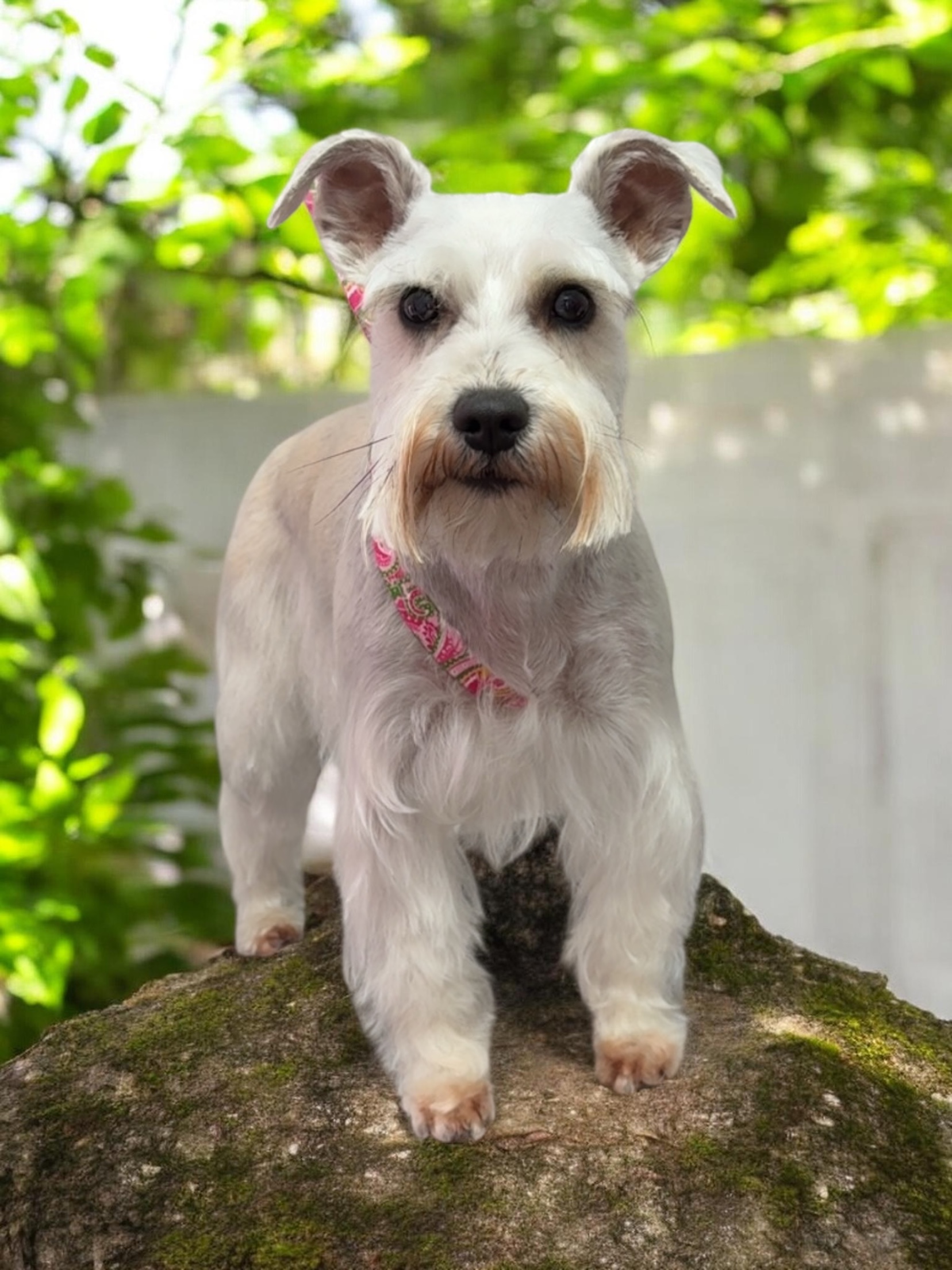 Grooming Transformation