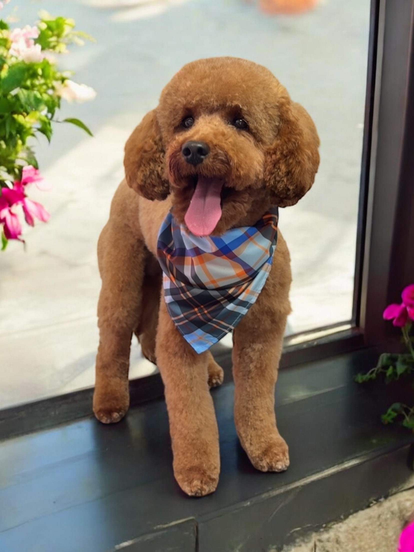 Grooming Transformation