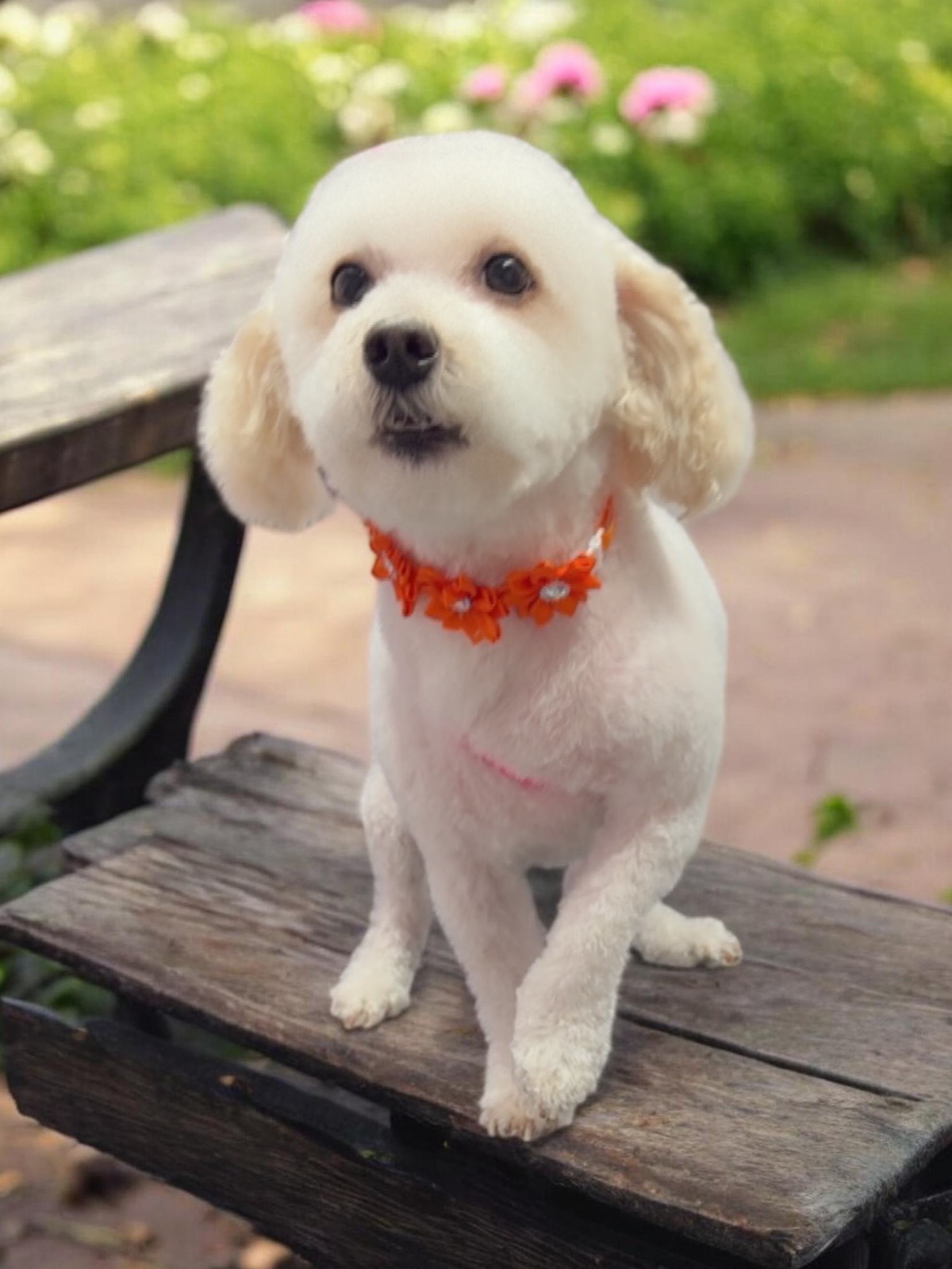 Grooming Transformation