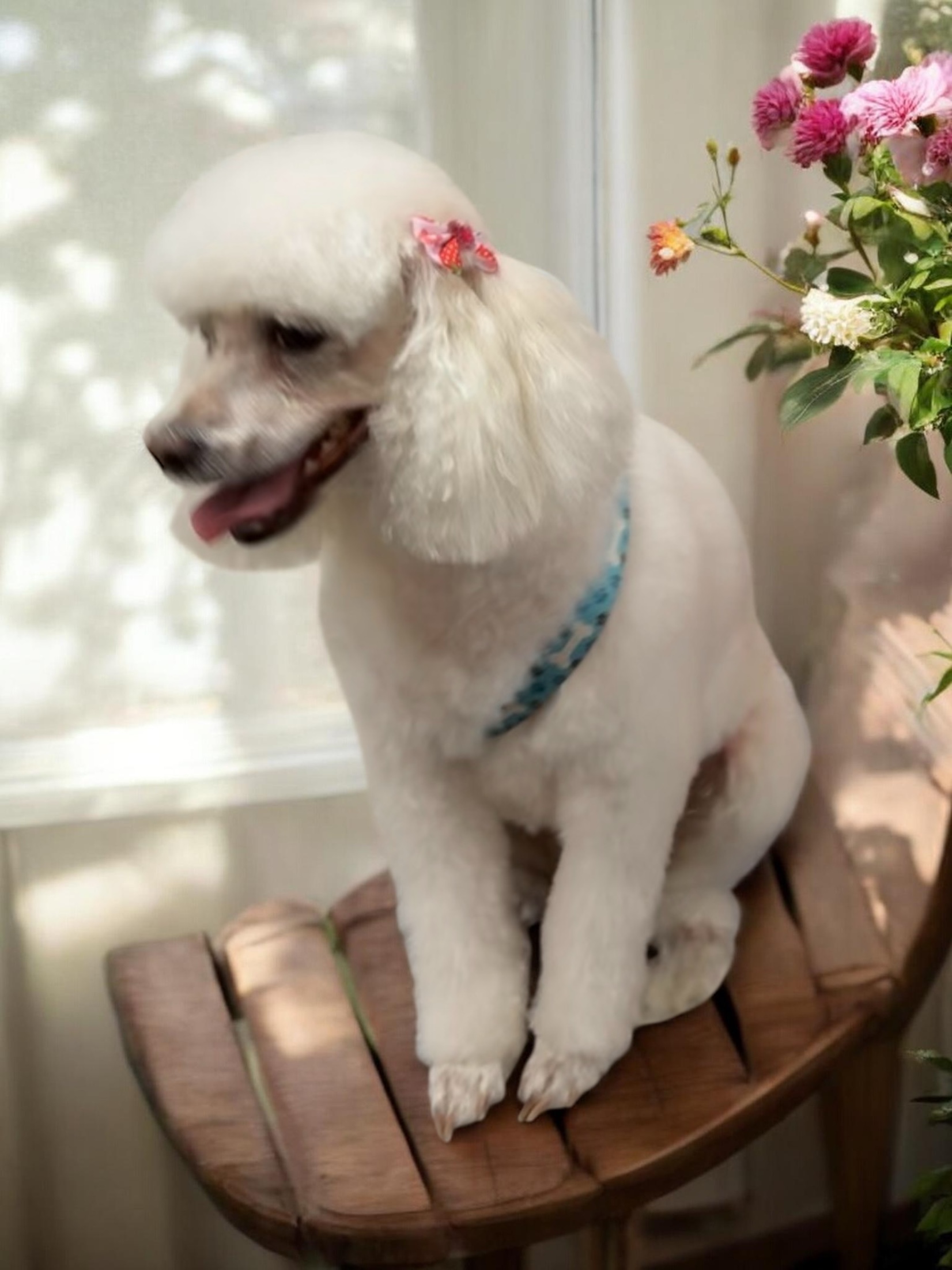 Grooming Transformation