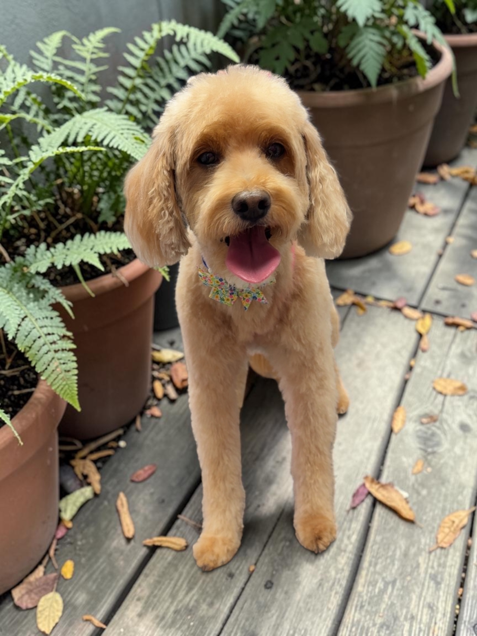 Grooming Transformation