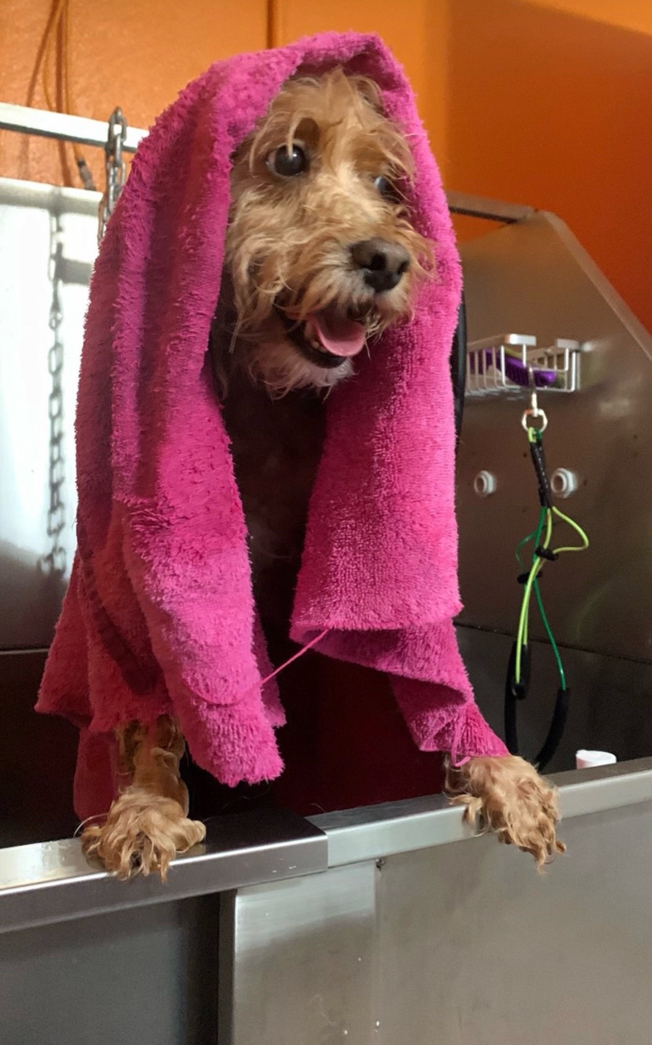 Grooming Transformation