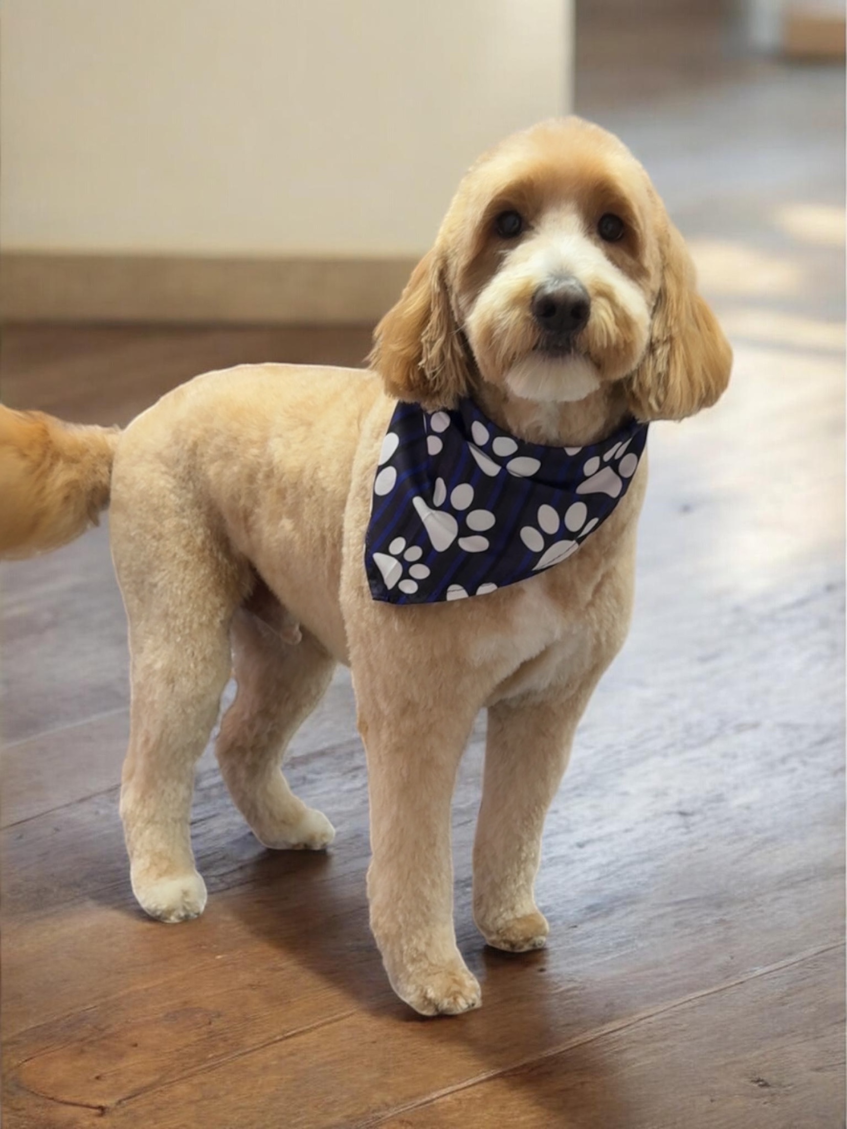 Grooming Transformation