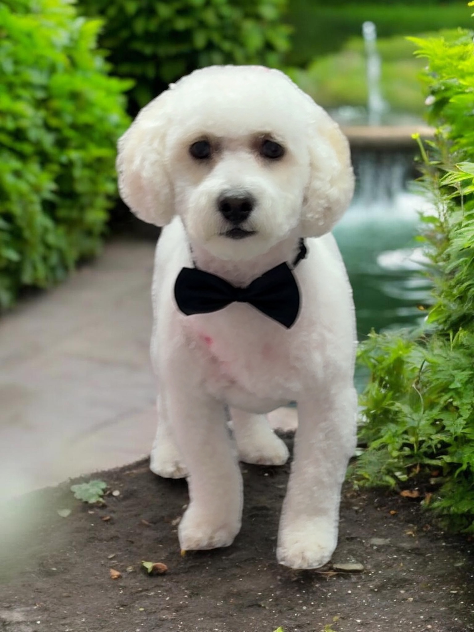Grooming Transformation