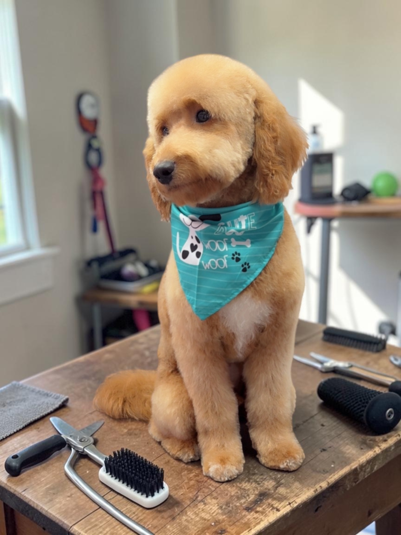 Grooming Transformation