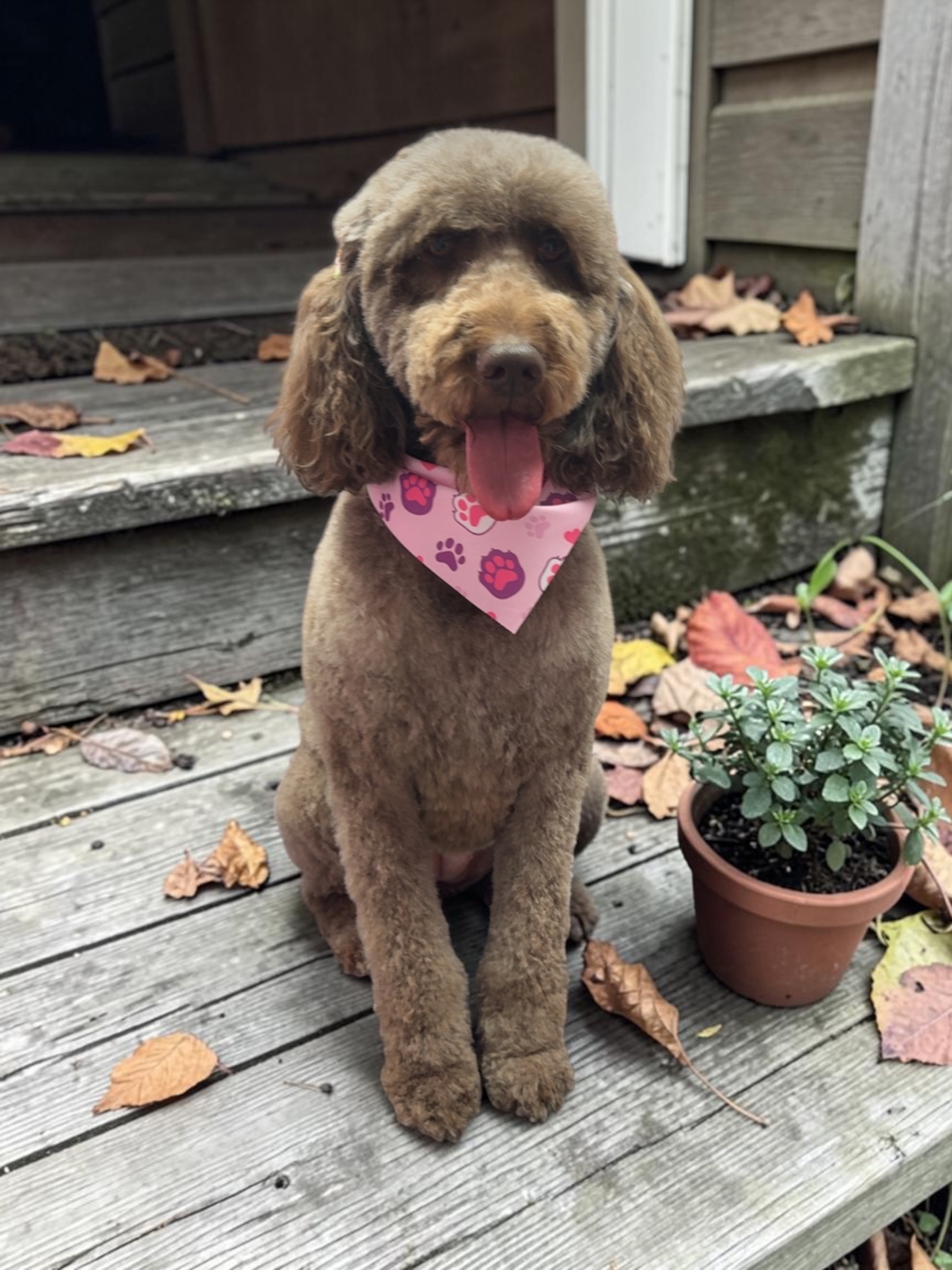 Grooming Transformation