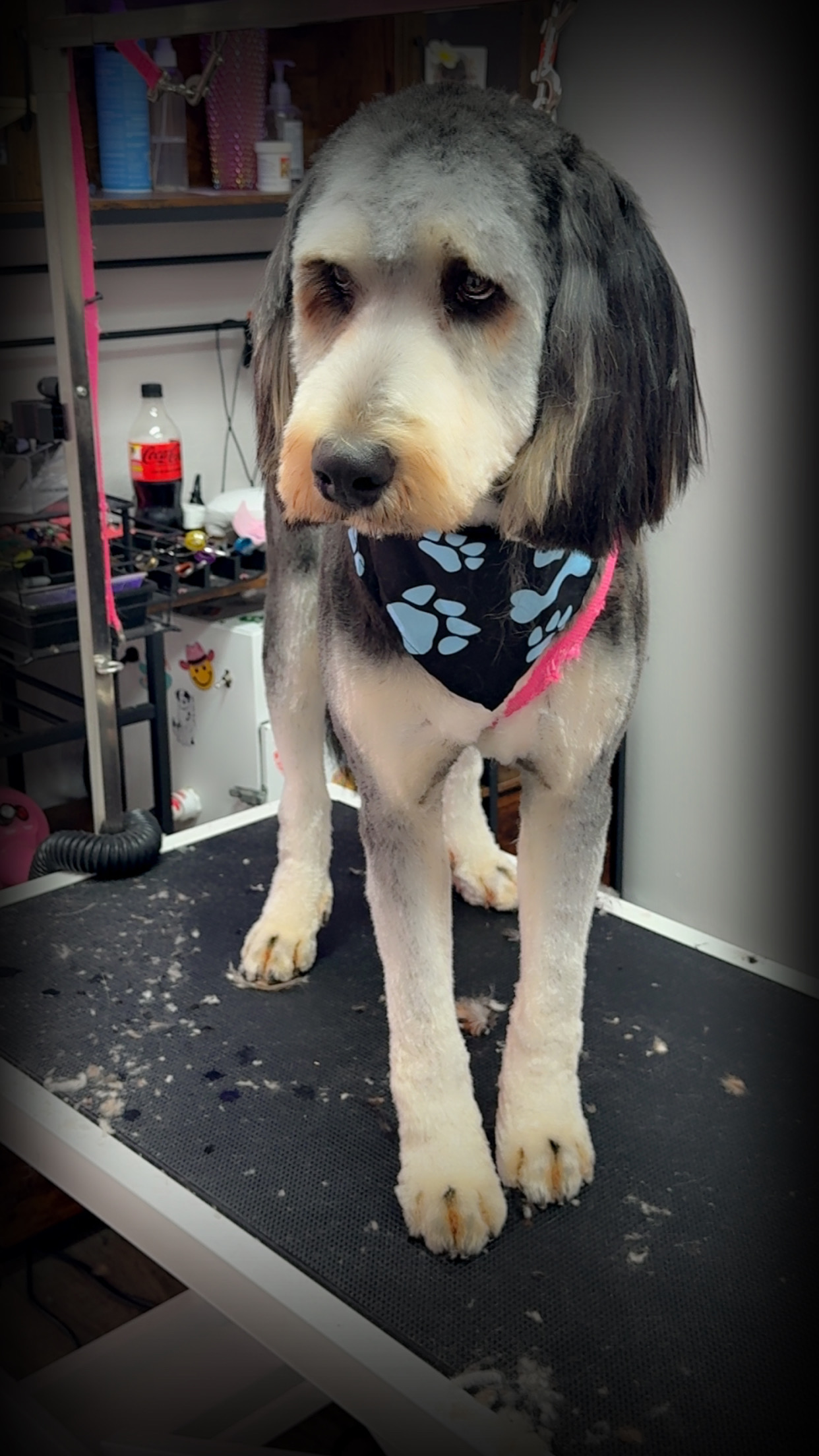 Grooming Transformation