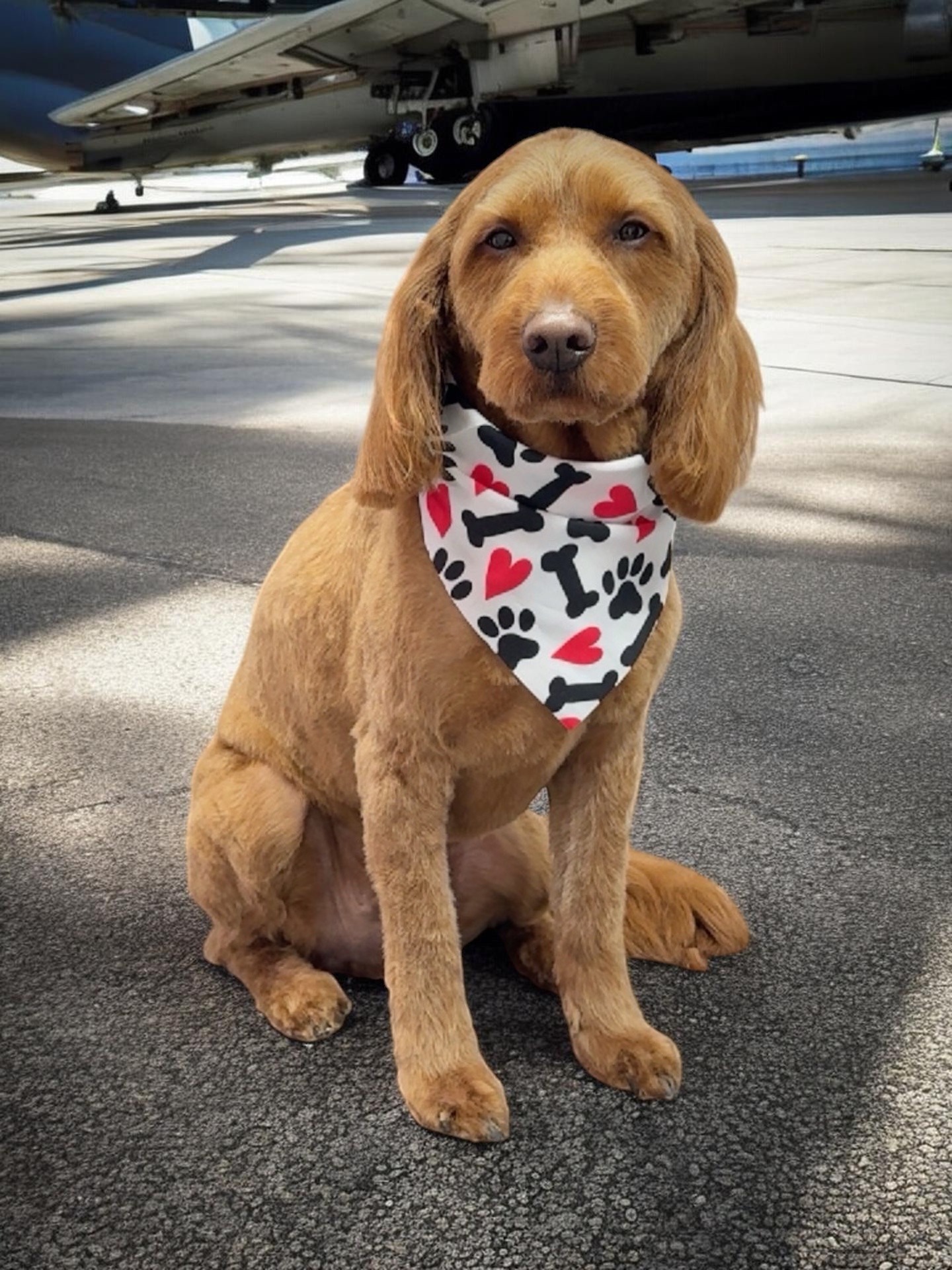 Grooming Transformation