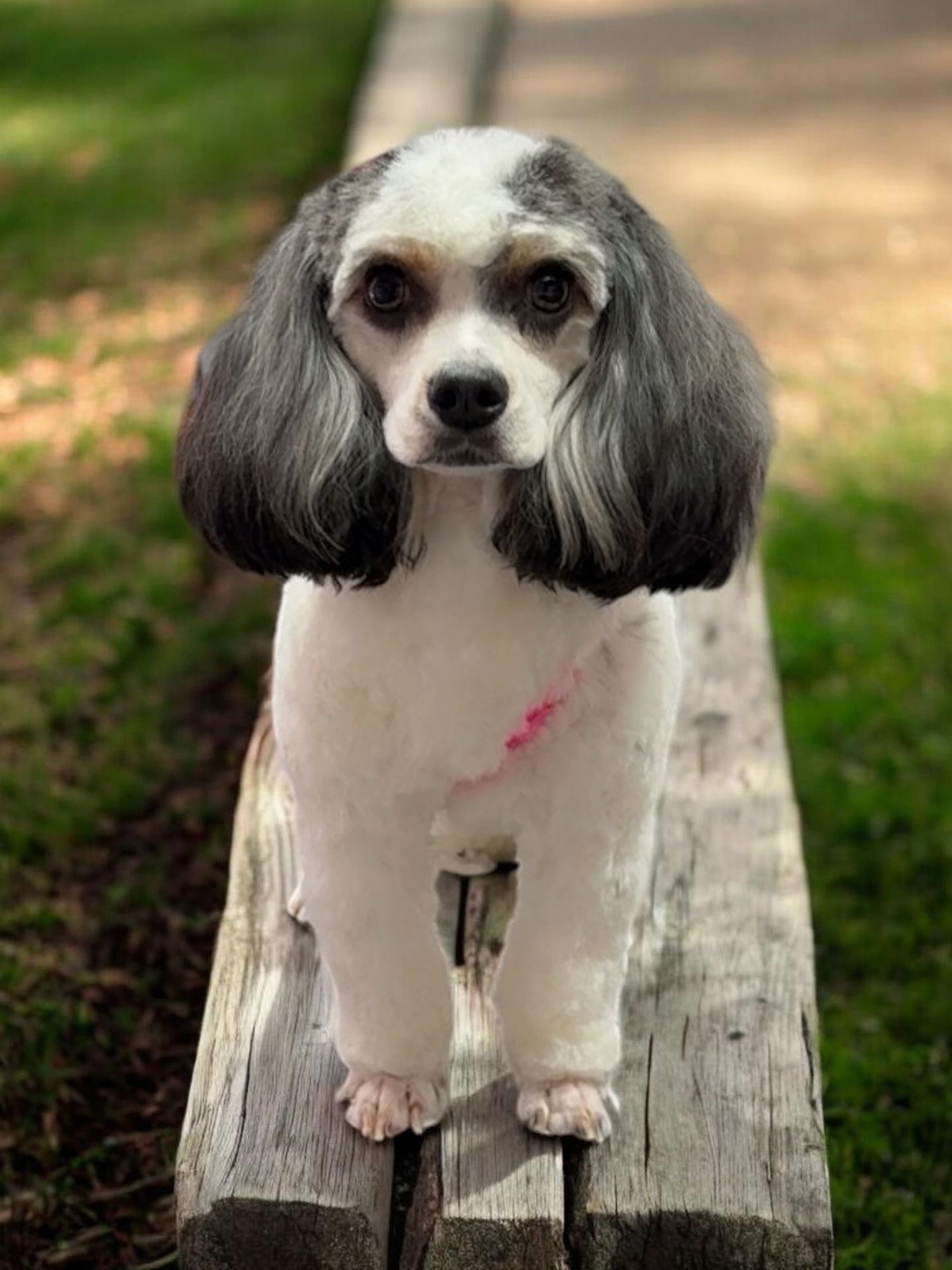 Grooming Transformation