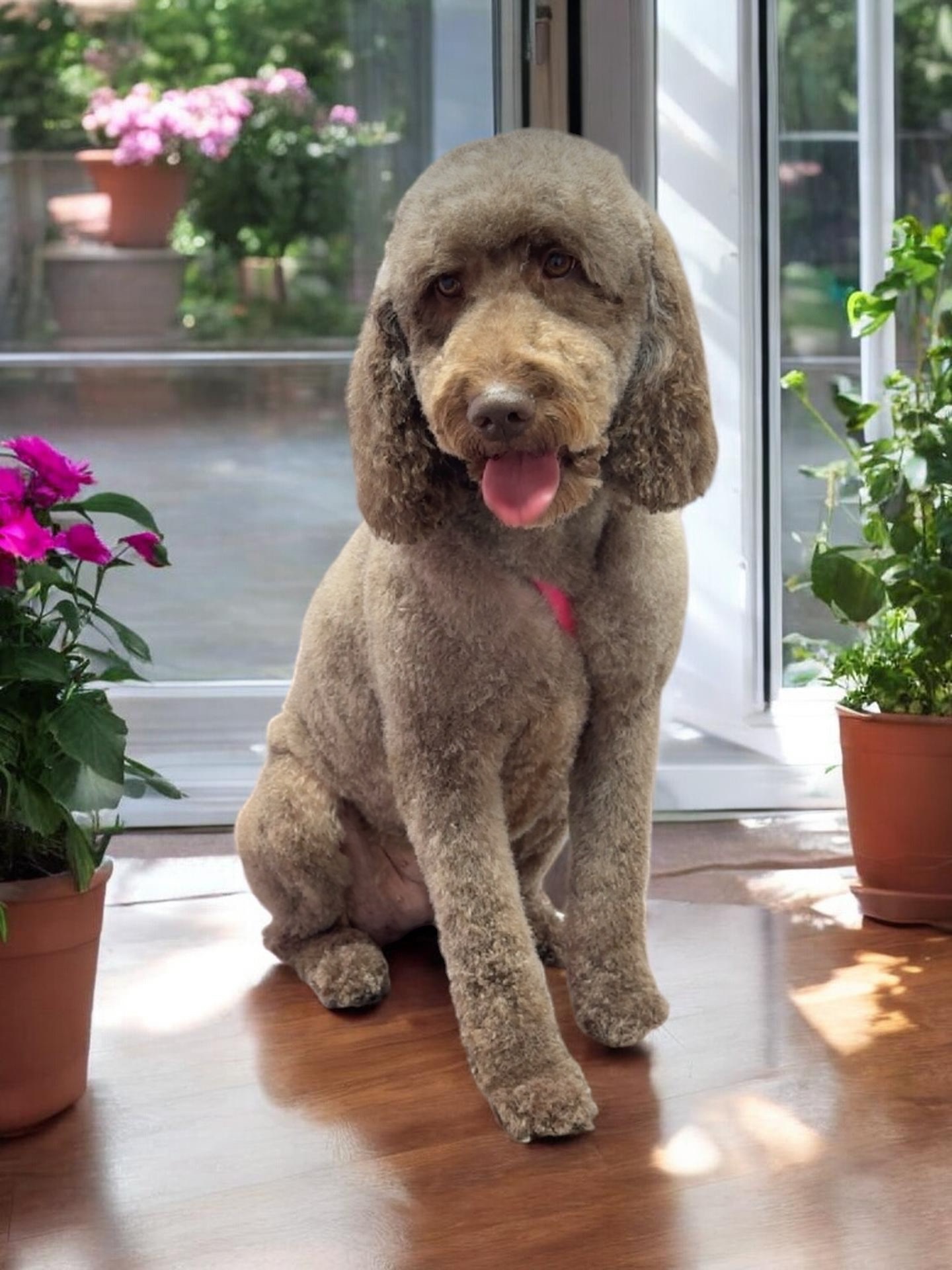 Grooming Transformation