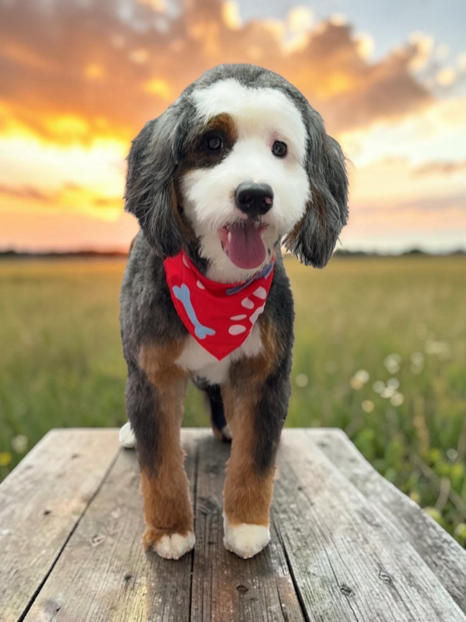 Grooming Transformation