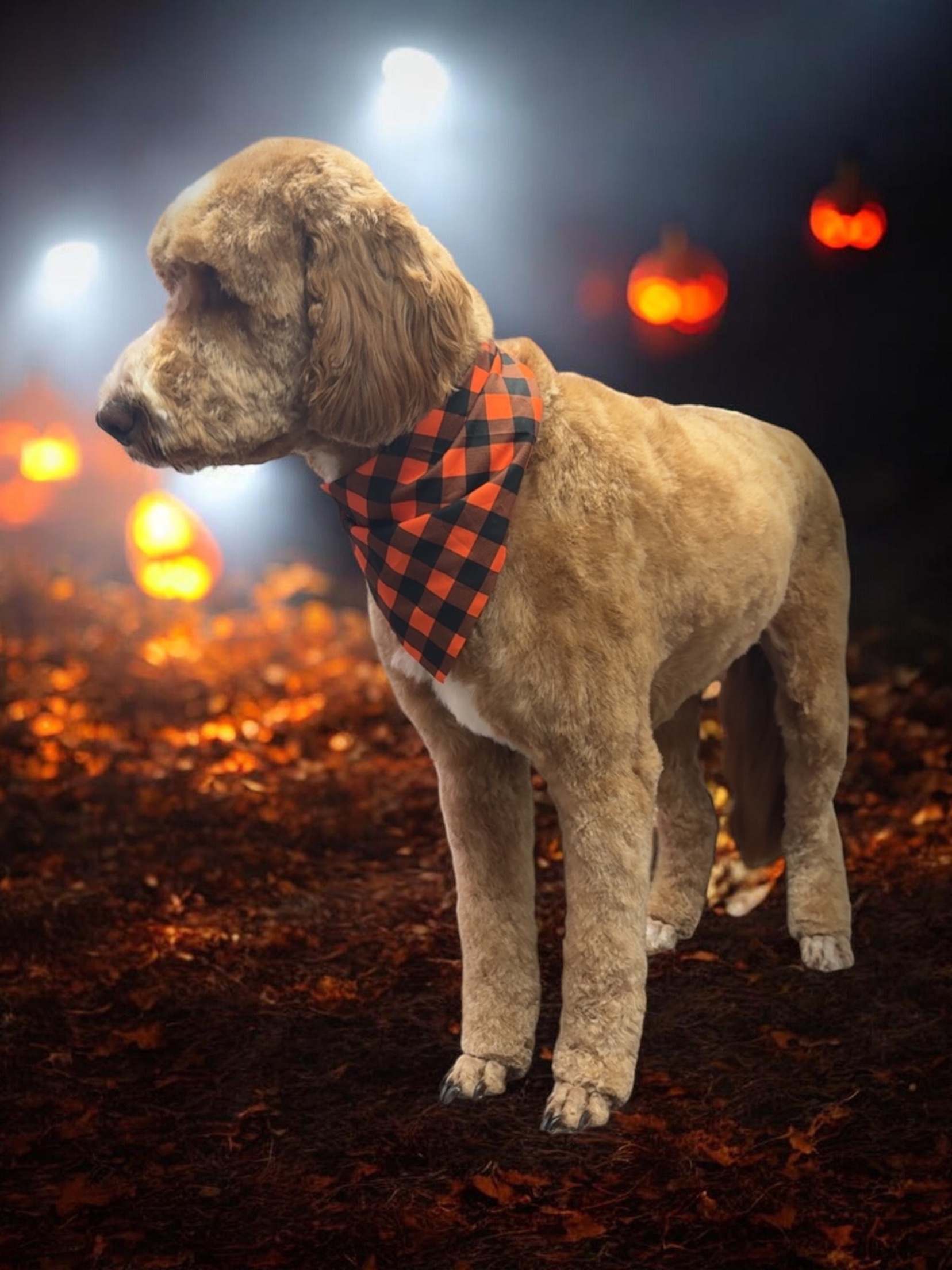 Grooming Transformation