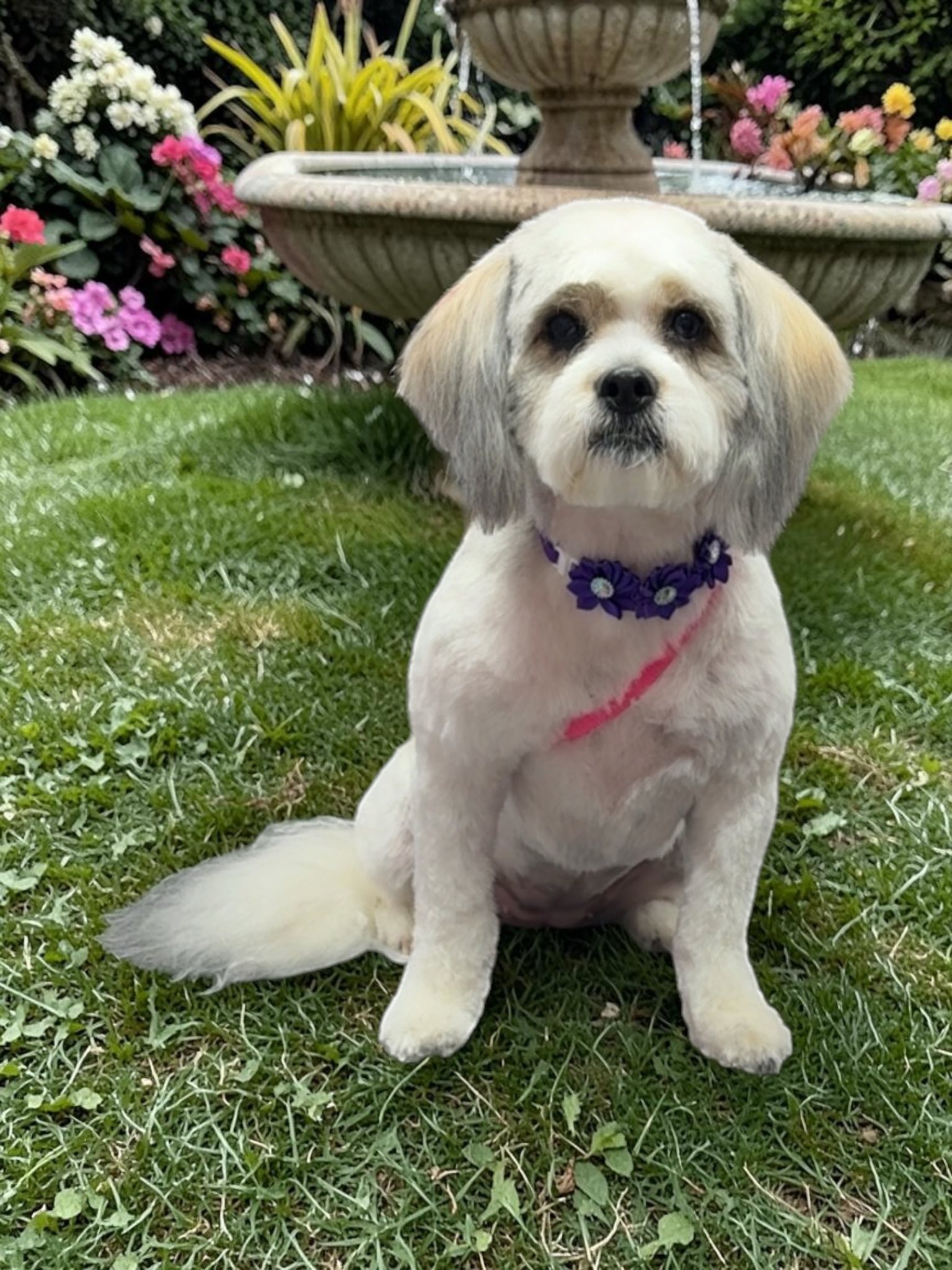Grooming Transformation