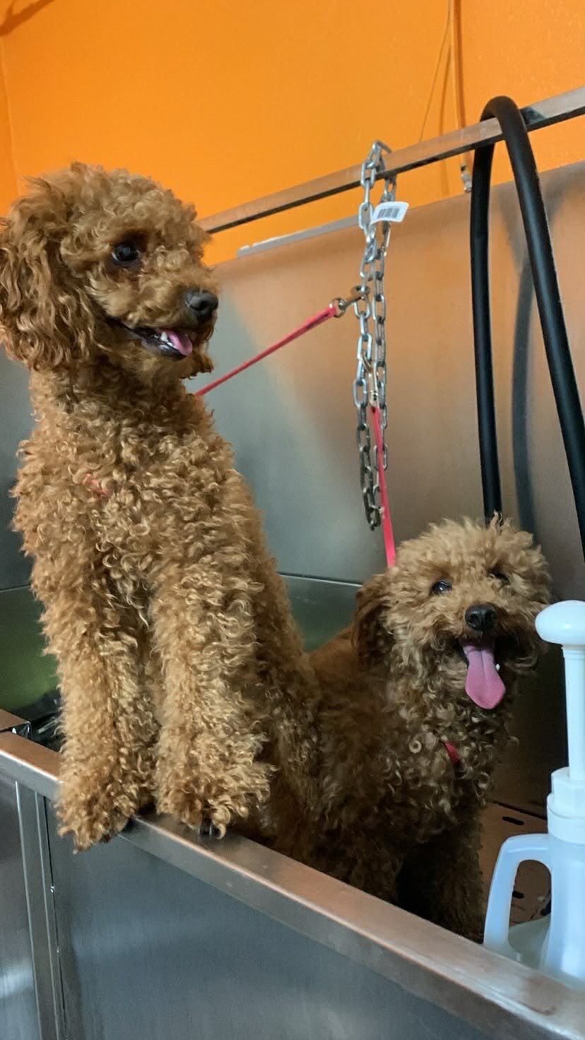 Grooming Transformation