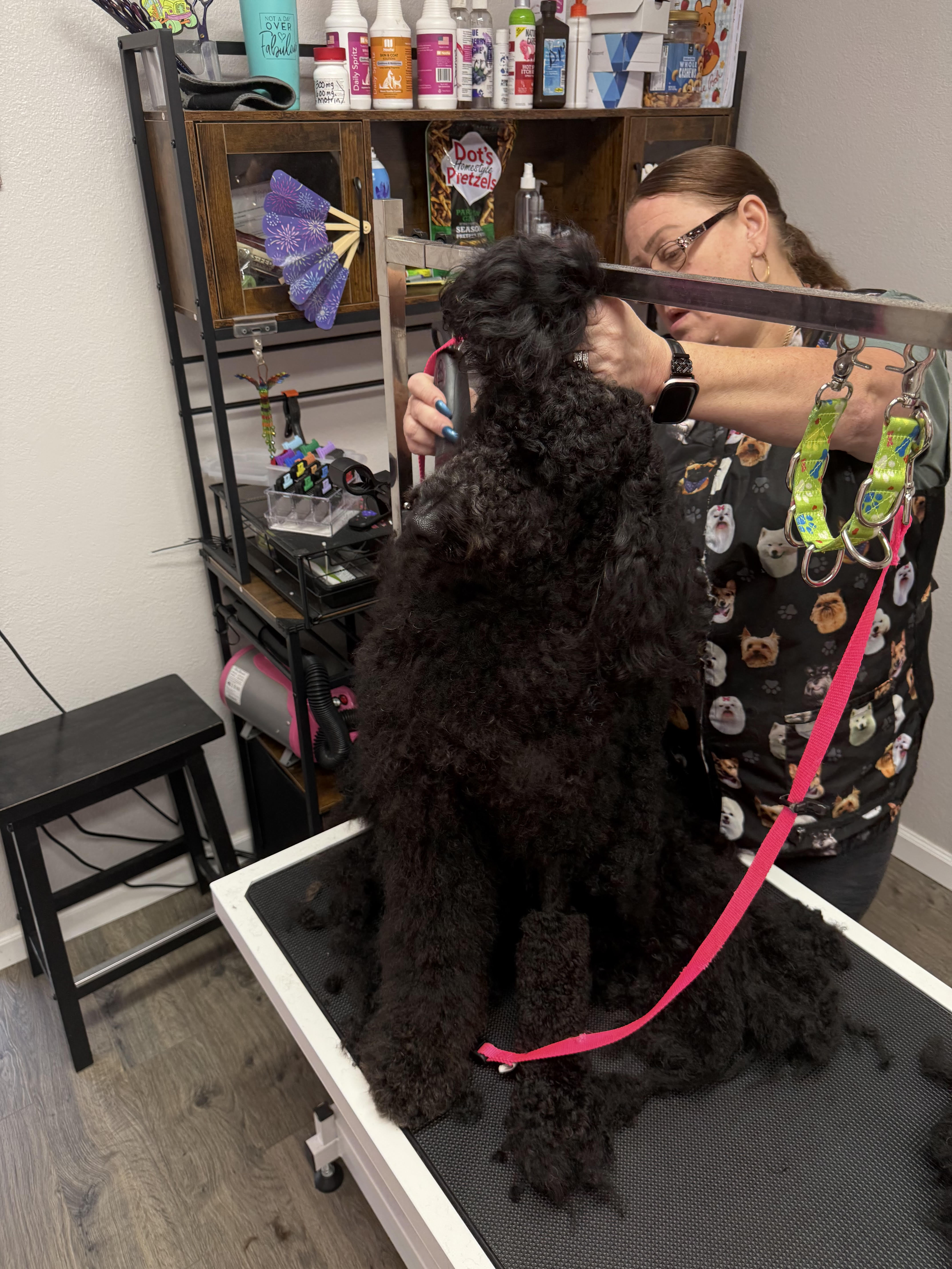 Grooming Salon photos